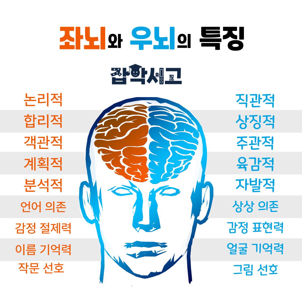 좌뇌, 우뇌의 기능과 특징 비교(좌뇌형 인간과 우뇌형 인간) | 잡학서고
