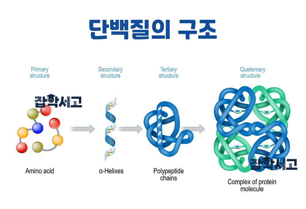 Levels 1–4 of Protein Structure
