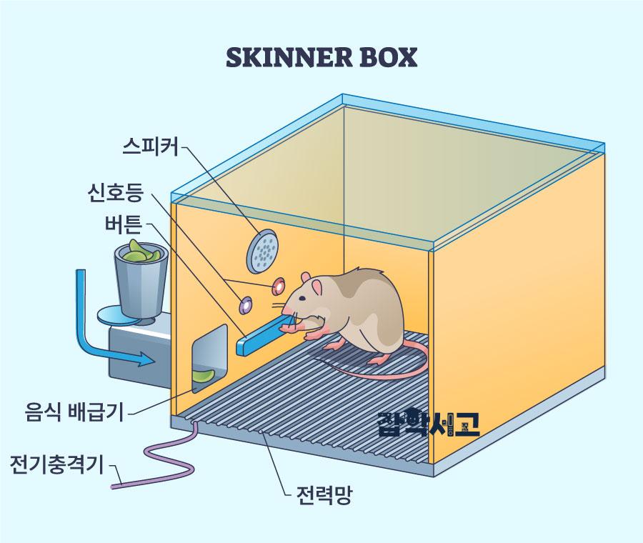 A Representative Experiment in Operant Conditioning: The Skinner Box Experiment