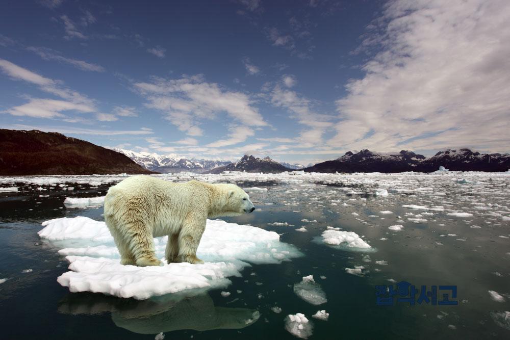 A polar bear facing a threat to its survival due to global warming