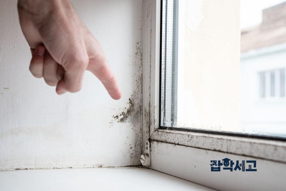 High humidity makes mold control important during the rainy season.