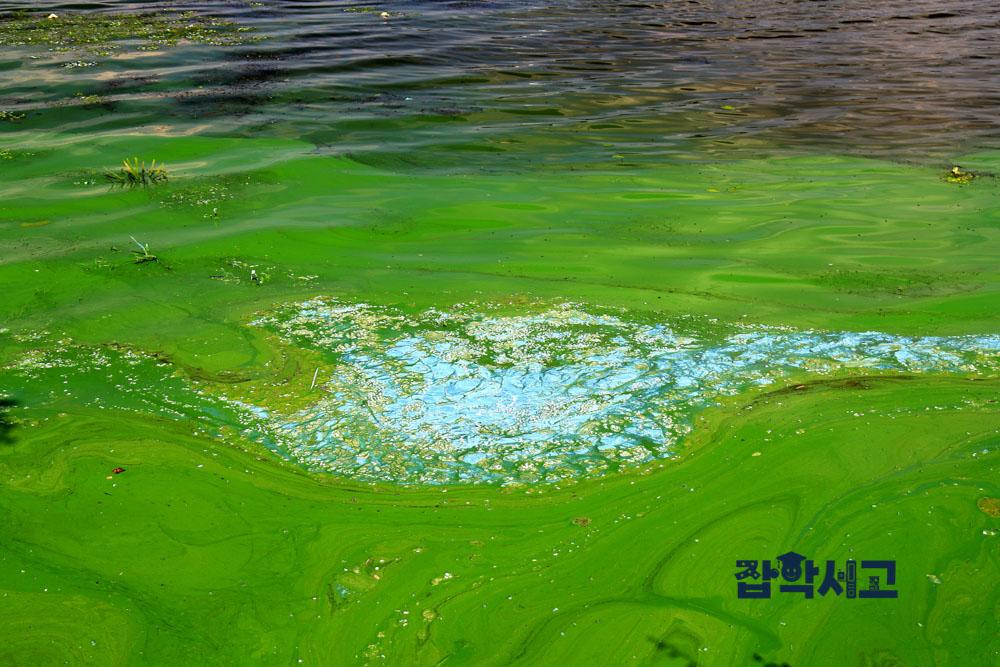 The Concept and Definition of Algal Blooms