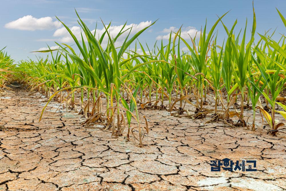What damage can drought cause us?