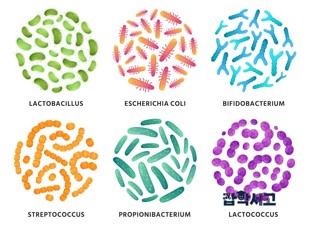 What types of lactic acid bacteria are there?