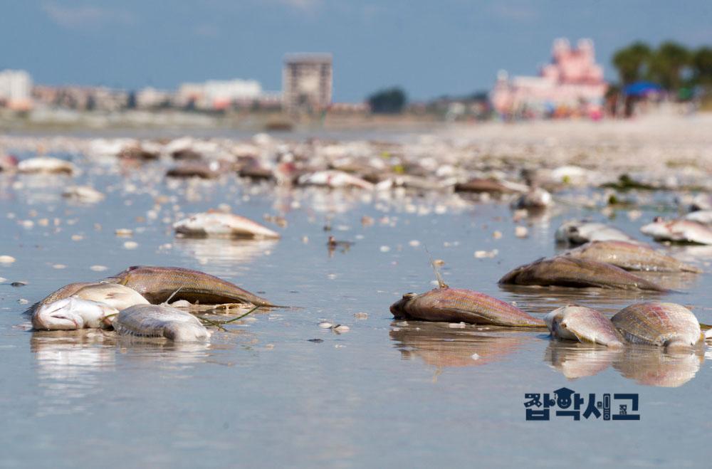 What Damage Do Red Tides Cause?