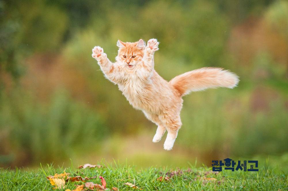 What physical characteristics do cats have?