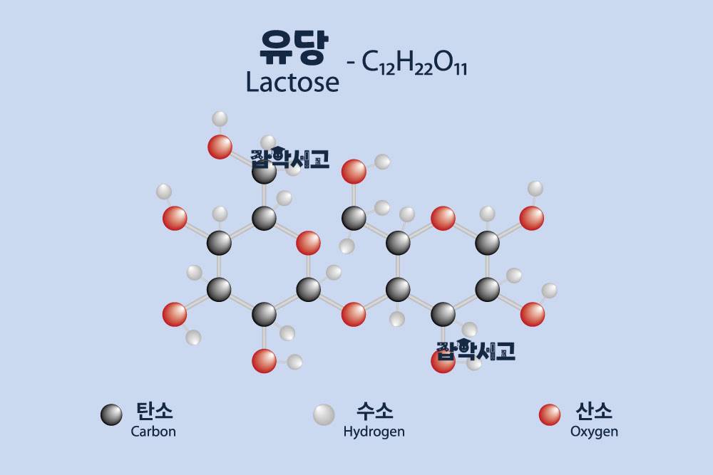 Lactose có cấu trúc và tính chất như thế nào?