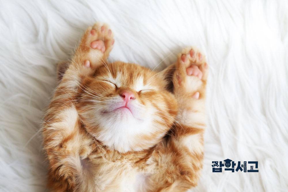 What are cats' behavior patterns like?
