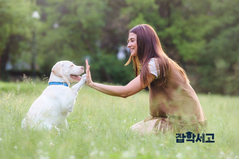 How can you manage a dog effectively?