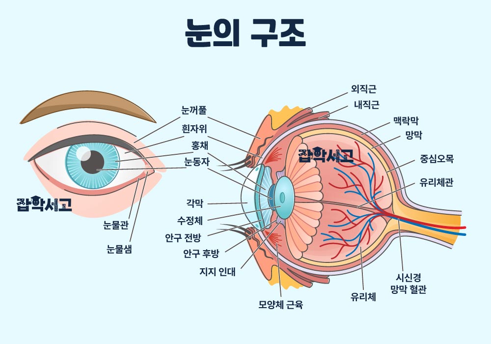 The Structure of the Eye