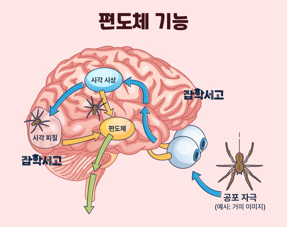 恐怖の神経科学的な仕組みとは？