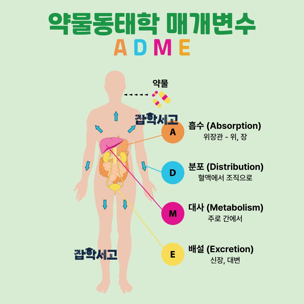What Is a Drug's Mechanism of Action?