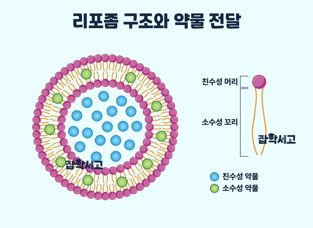 リポソームの構造と薬物送達