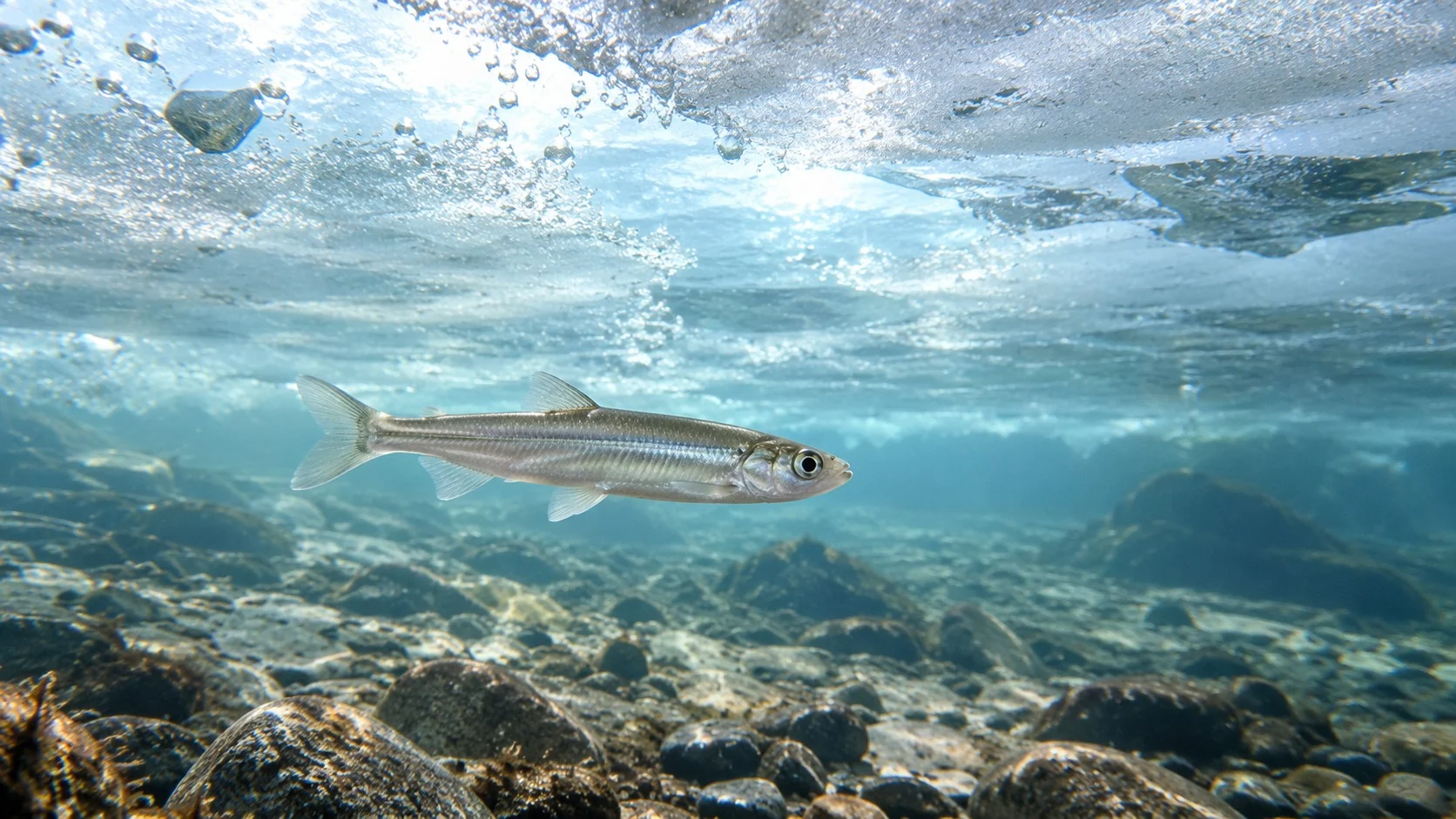 河口の凍りついた氷の下、澄んだ冷たい水の中を銀色のキュウリウオが泳ぐ様子