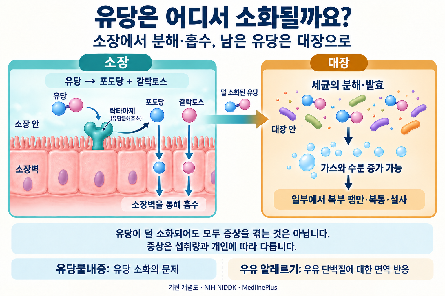 Sơ đồ cơ chế tiêu hóa lactose. Enzyme phân giải lactose là lactase trên bề mặt thành ruột non tách lactose thành glucose và galactose, sau đó hai loại đường này được hấp thu qua thành ruột non. Lactose chưa được tiêu hóa hết sẽ bị vi khuẩn phân giải và lên men trong ruột già, làm tăng lượng khí và nước, có thể gây chướng bụng, đau bụng và tiêu chảy ở một số người. Triệu chứng khác nhau giữa các cá nhân và khác với dị ứng sữa, vốn là phản ứng miễn dịch đối với protein trong sữa.