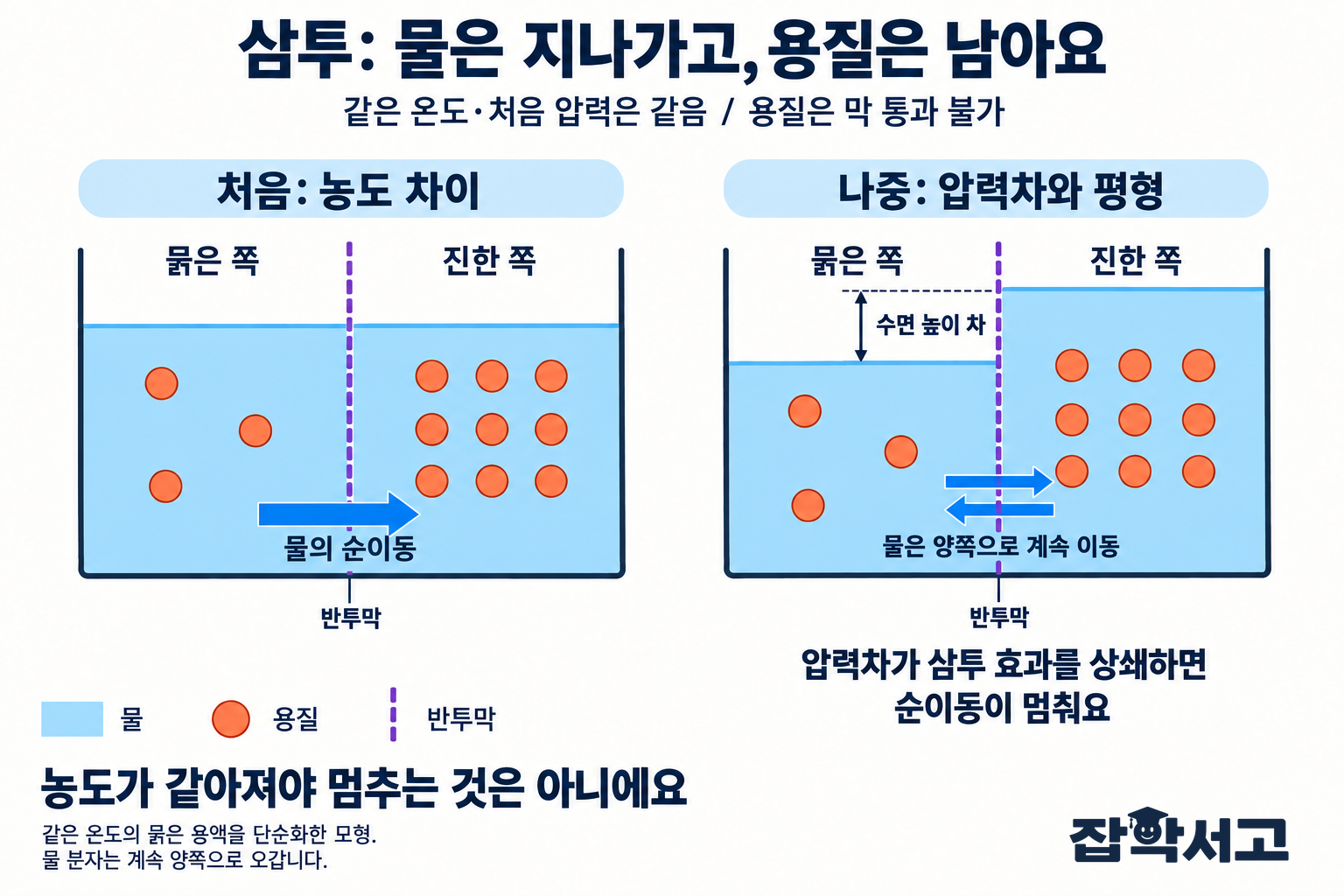 반투막으로 나뉜 용액의 처음과 평형 상태를 비교한 삼투 모형. 처음에는 수면 높이가 같고 용질이 적은 왼쪽에서 많은 오른쪽으로 물이 순이동한다. 나중에는 오른쪽 수면이 높아지고 압력차가 삼투 효과를 상쇄해 순이동이 멈춘다. 두 상태 모두 용질은 왼쪽 3개, 오른쪽 9개로 막을 통과하지 않으며 물 분자는 평형에서도 양쪽으로 계속 오간다.