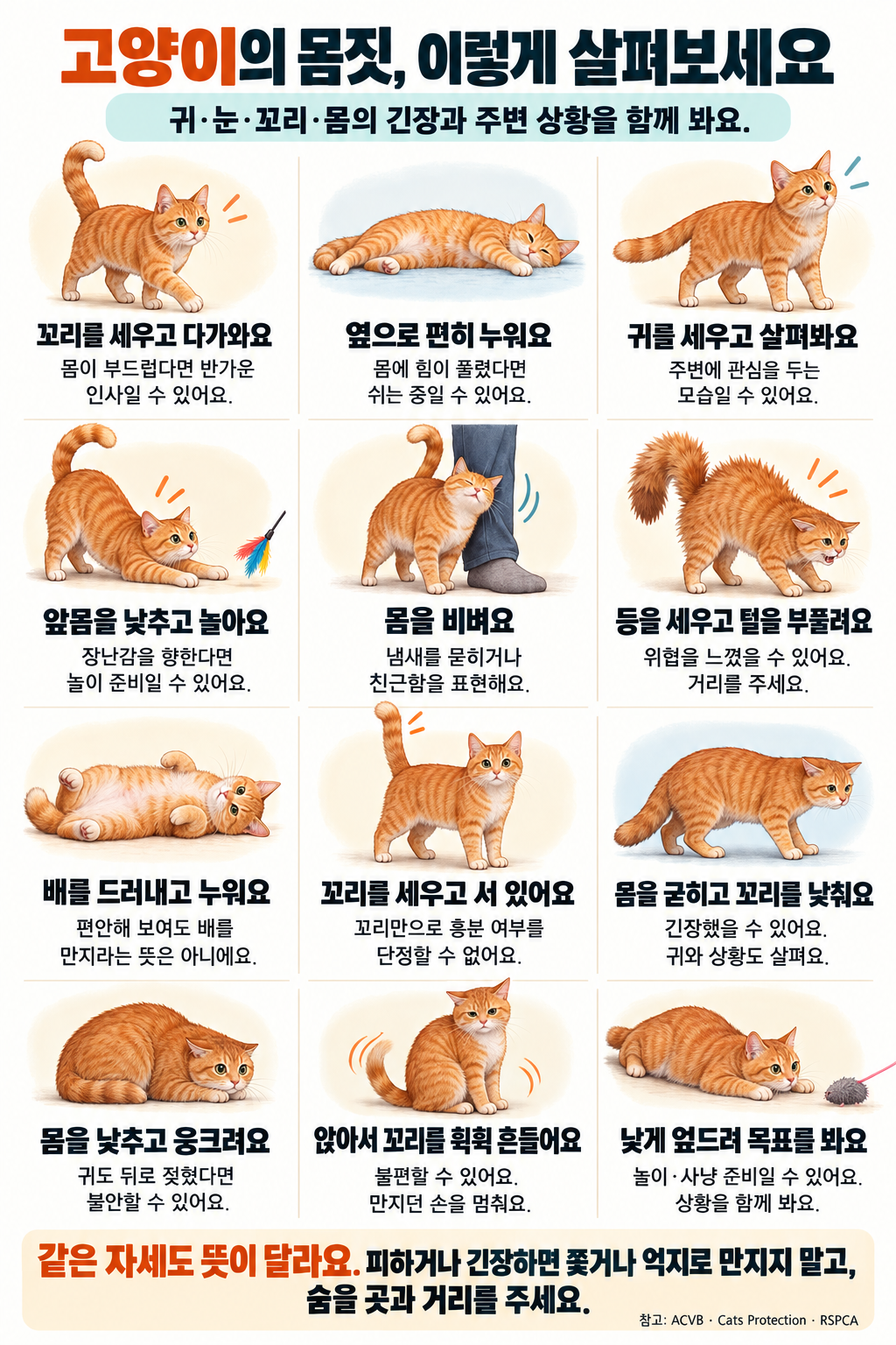 12 cử chỉ của mèo: dựng đuôi, nằm thoải mái, quan sát xung quanh, tư thế chơi đùa, cọ mình, cong lưng và dựng lông, để lộ bụng, đứng, tư thế căng thẳng, thu mình, vẫy đuôi, tư thế chăm chú nhìn mục tiêu. Cần diễn giải kết hợp tai, mắt, đuôi và tình huống.