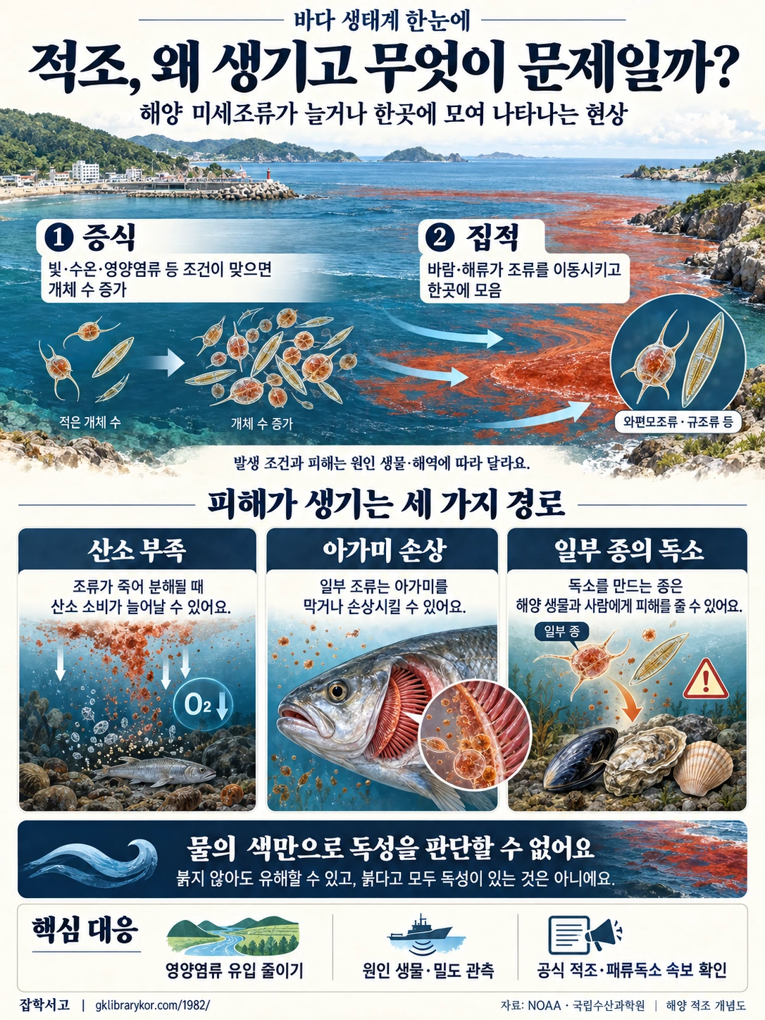 赤潮の増殖・集積過程と、酸素不足・えらの損傷・一部の種が産生する毒素という三つの被害経路を説明した海洋概念図。水の色だけでは毒性を判断できず、栄養塩類の管理、原因生物の観測、公的な赤潮・貝毒速報の確認が重要であることを示している。
