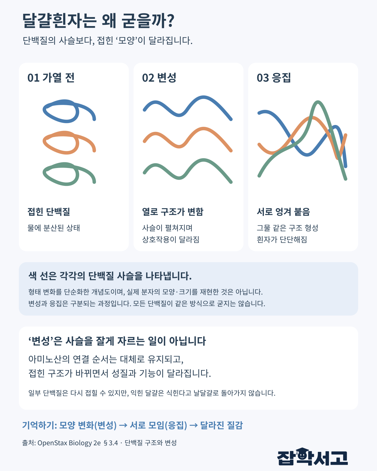 달걀흰자 단백질의 가열 전, 변성, 응집을 비교한 개념도. 접힌 사슬이 열로 펼쳐지고 서로 엉겨 그물 같은 구조를 만들며 흰자가 굳는다. 변성은 아미노산 사슬을 잘게 자르는 과정과 다르다.