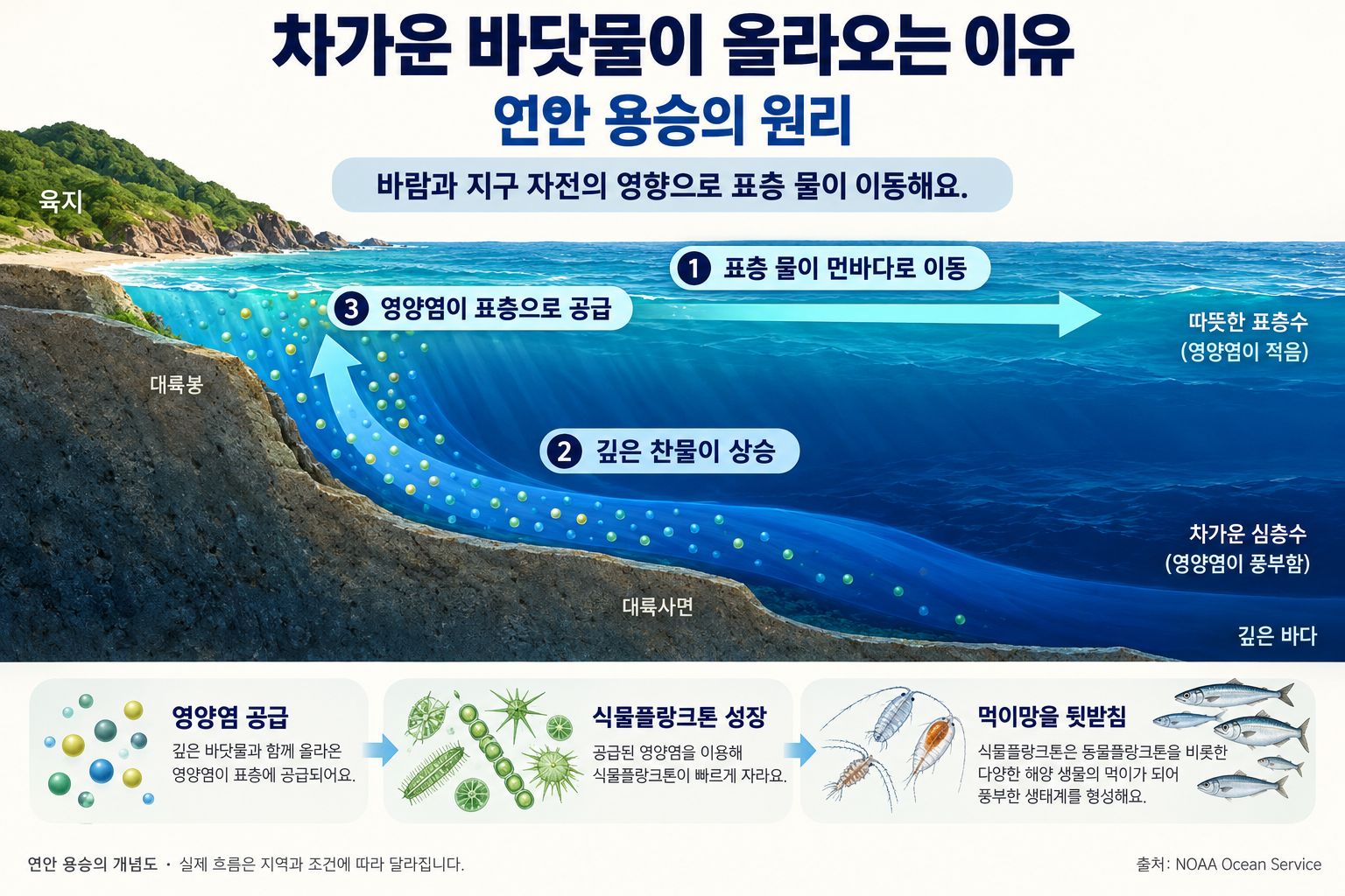 연안 용승 단면도. 표층 물이 먼바다로 이동하면 깊은 찬물이 상승하며 영양염을 표층으로 공급하고, 식물플랑크톤과 해양 먹이망을 뒷받침한다.
