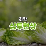 삼투현상 썸네일: 굵은 소금 알갱이와 물방울이 맺힌 싱싱한 배춧잎 위로 연둣빛이 번지는 모습
